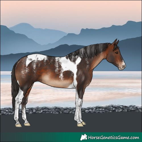 Horse Color:Powder White Bay Tobiano 