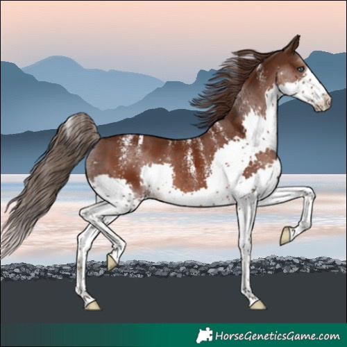 Horse Color:Powder White Liver Chestnut Splash 