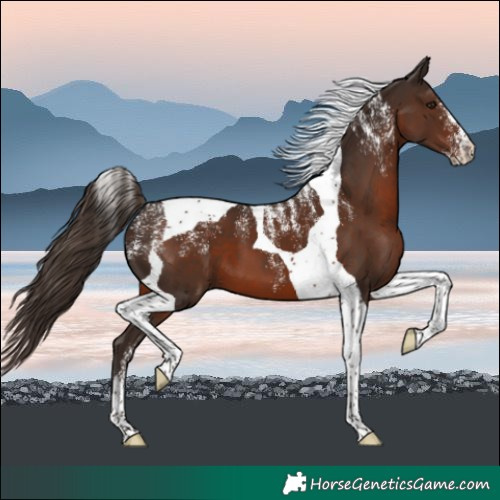 Horse Color:Powder White Liver Chestnut Tobiano
