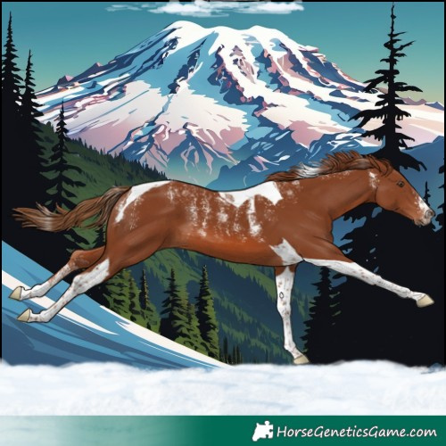 Horse Color:Powder White Chestnut Tobiano