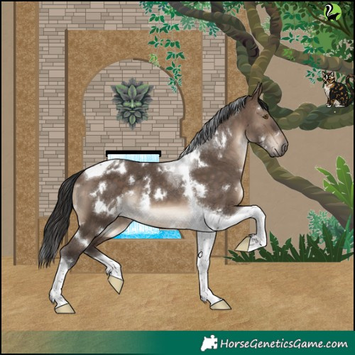 Horse Color:White Spotted Brown Dun Tobiano