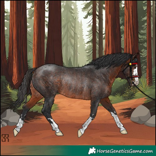 Horse Color:Brown Rabicano 