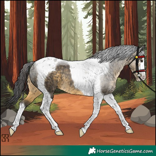 Horse Color:Buckskin Tobiano Rabicano