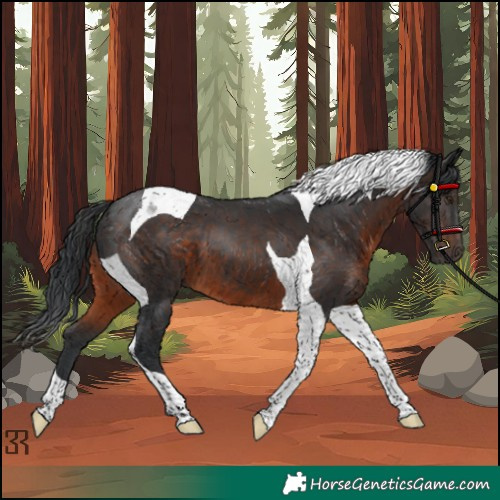 Horse Color:Brown Tobiano 