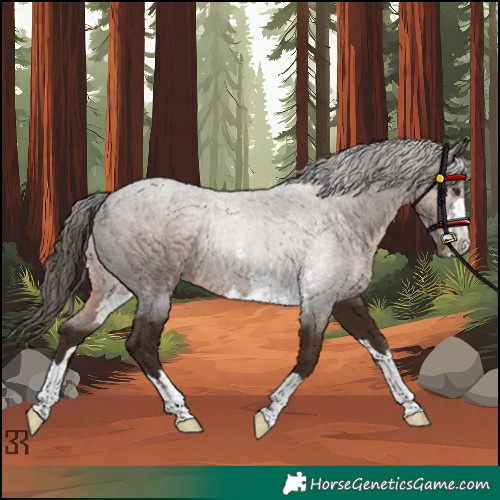 Horse Color:Liver Chestnut Rabicano 