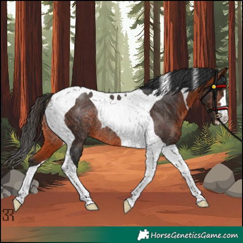 Horse Color:Bay Tobiano Rabicano