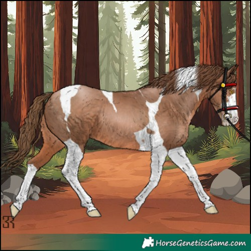 Horse Color:Brown Pearl Tobiano