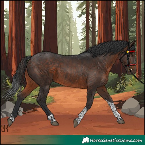 Horse Color:Brown Tobiano 