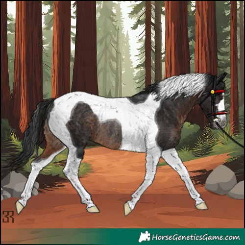 Horse Color:Gray Brown Tobiano Rabicano