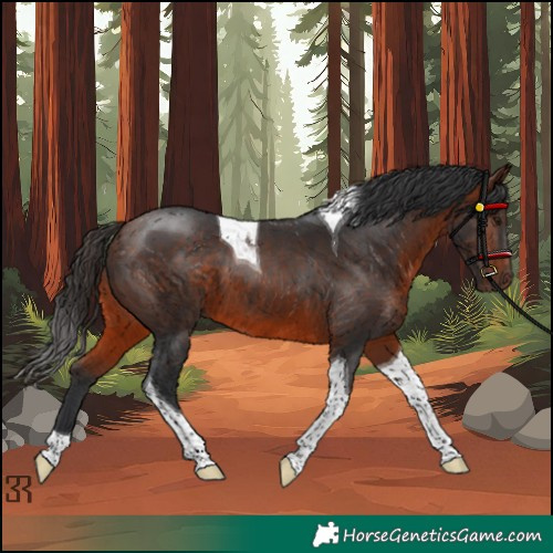 Horse Color:Bay Tobiano 