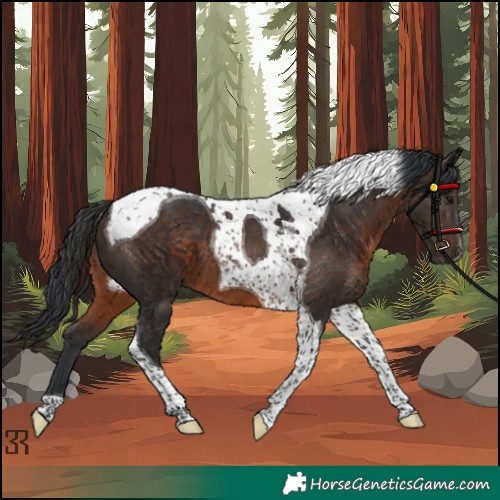 Horse Color:Brown Tobiano 