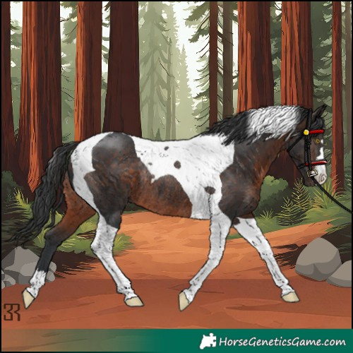 Horse Color:Brown Tobiano Rabicano