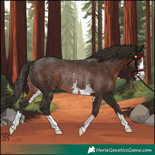 Horse Color:Liver Chestnut Rabicano