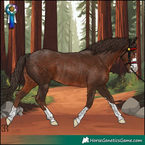 Horse Color:Liver Chestnut Rabicano