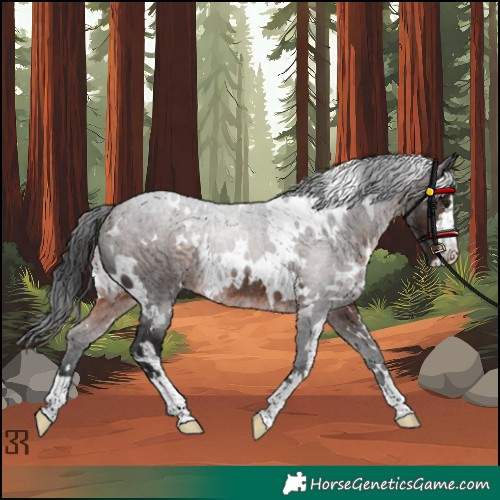 Horse Color:White Spotted Brown Rabicano