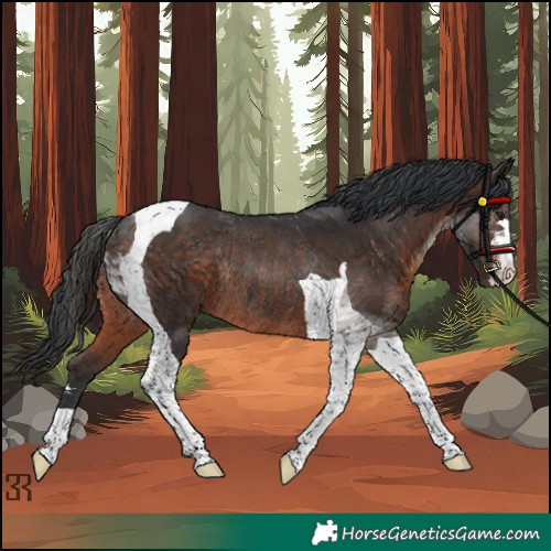 Horse Color:Brown Tobiano Rabicano