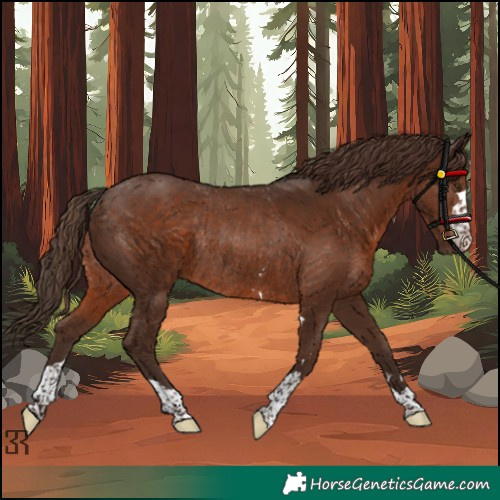 Horse Color:Liver Chestnut Rabicano 