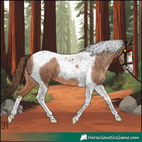 Horse Color:Brown Pearl Tobiano 