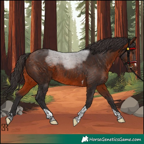 Horse Color:Bay Tobiano Rabicano 