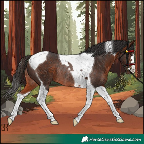 Horse Color:Bay Tobiano Rabicano