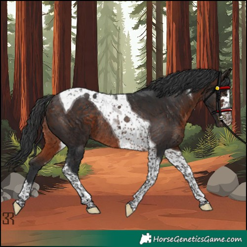 Horse Color:Brown Tobiano Rabicano
