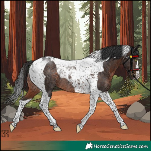 Horse Color:Brown Tobiano Rabicano 