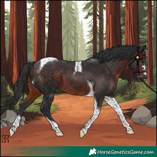 Horse Color:Brown Tobiano
