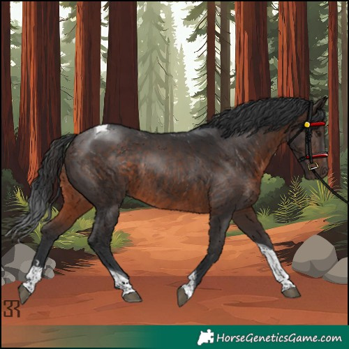 Horse Color:Brown Tobiano Rabicano 