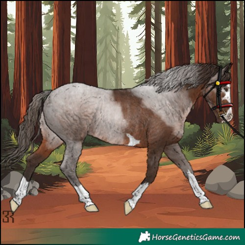 Horse Color:Liver Chestnut Rabicano