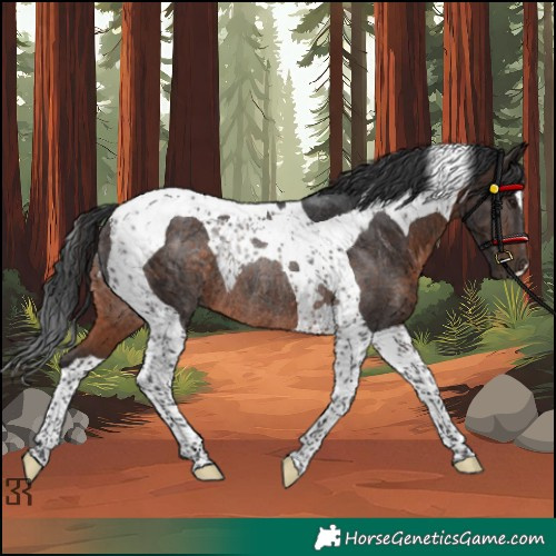 Horse Color:Brown Tobiano Rabicano