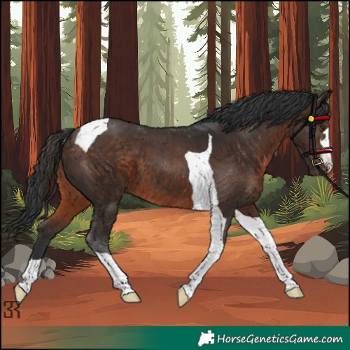 Horse Color:Brown Tobiano