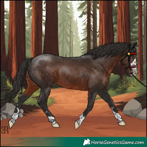Horse Color:Liver Chestnut Rabicano 