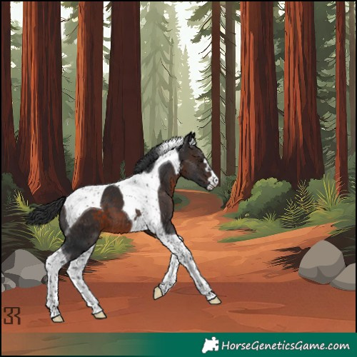 Horse Color:Brown Tobiano