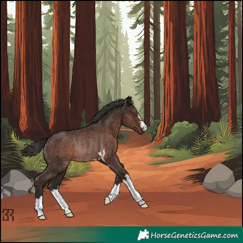 Horse Color:Liver Chestnut Rabicano 