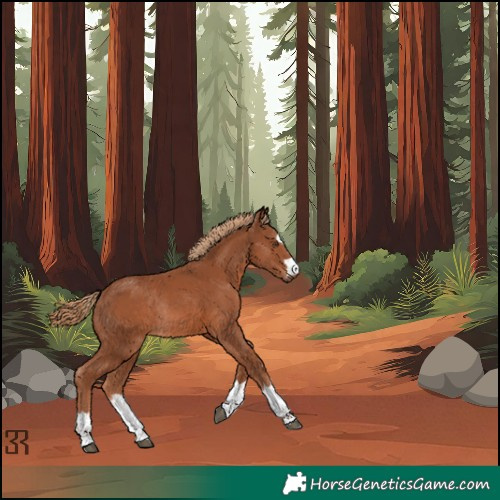 Horse Color:Chestnut Rabicano 