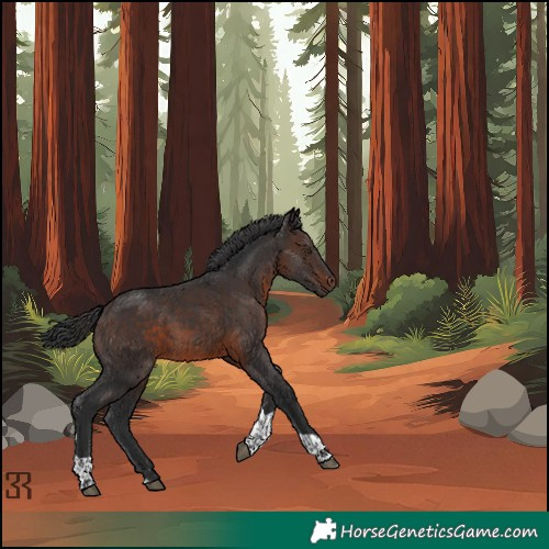 Horse Color:Brown Tobiano