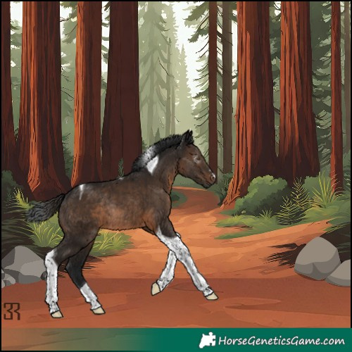 Horse Color:Gray Brown Tobiano Rabicano