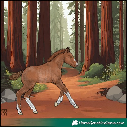 Horse Color:Chestnut Rabicano