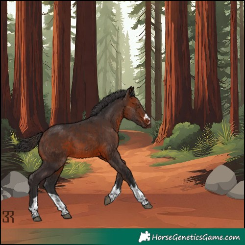 Horse Color:Bay Rabicano