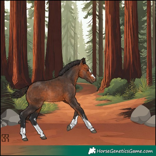 Horse Color:Bay Rabicano