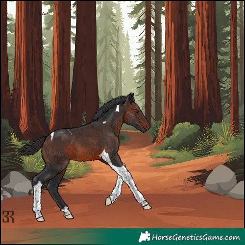 Horse Color:Brown Tobiano 