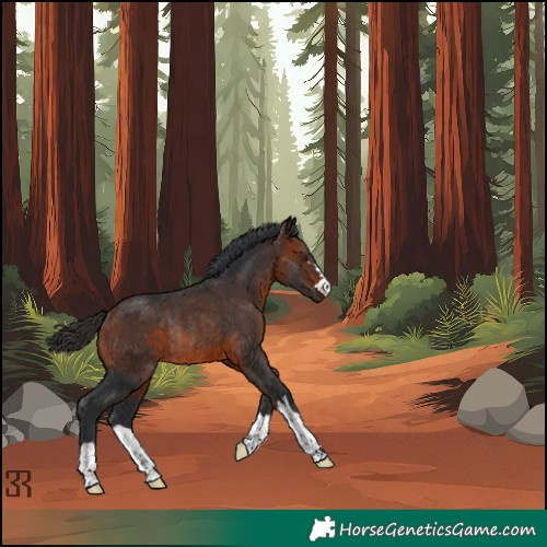 Horse Color:Bay Rabicano 
