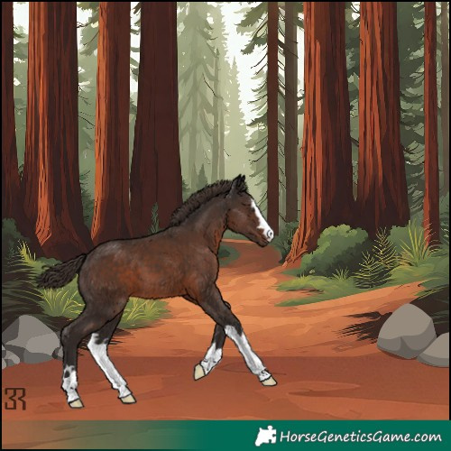 Horse Color:Liver Chestnut 