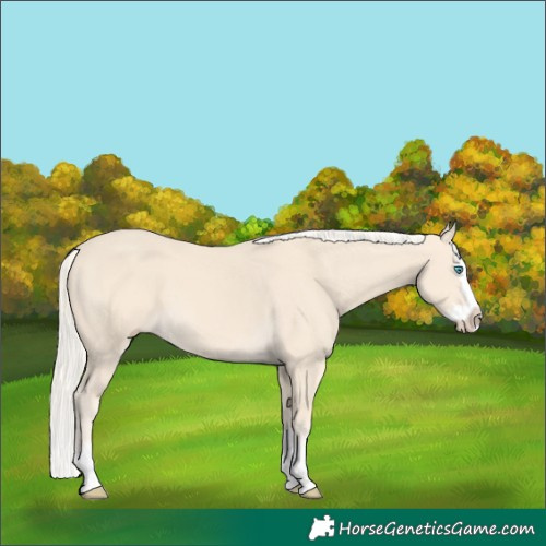 Horse Color:Cremello Splash and Cremello Splash
