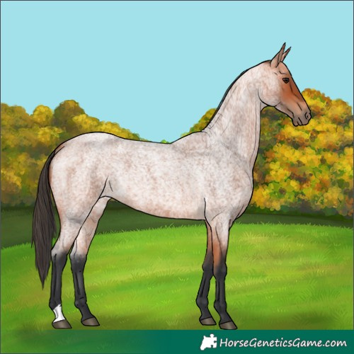 Horse Color:Bay Roan
