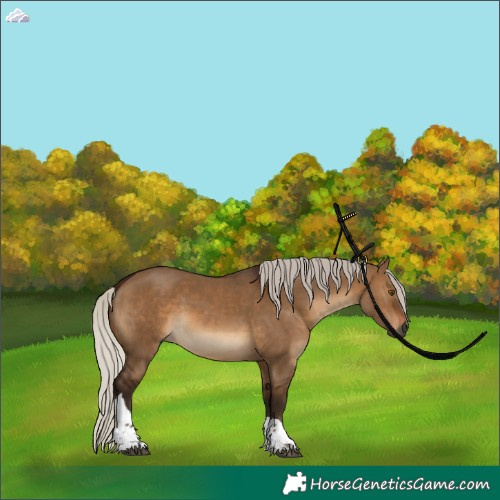 Horse Color:Gray Silver Brown Dun Tobiano 