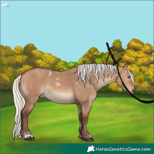 Horse Color:Powder White Silver Bay Dun