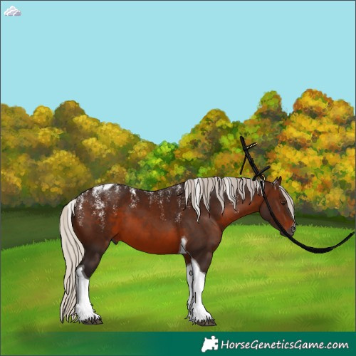 Horse Color:Powder White Gray Silver Brown Tobiano 