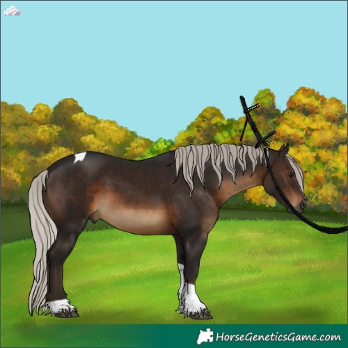 Horse Color:Gray Silver Brown Tobiano