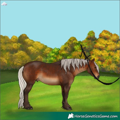 Horse Color:Gray Silver Bay